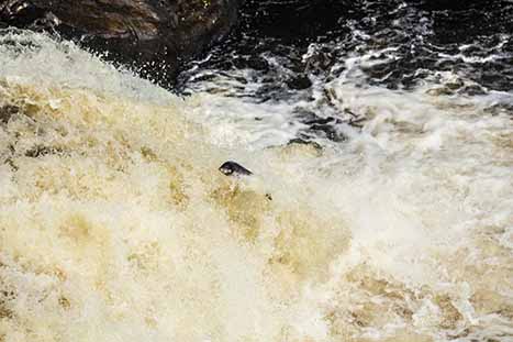 <p>A salmon rises from the water</p>