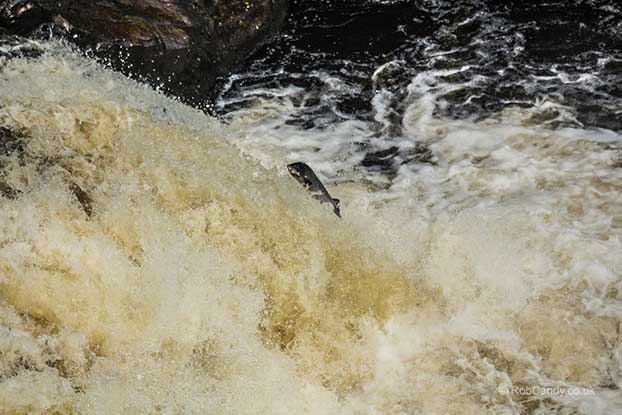 <p>A leaping salmon</p>