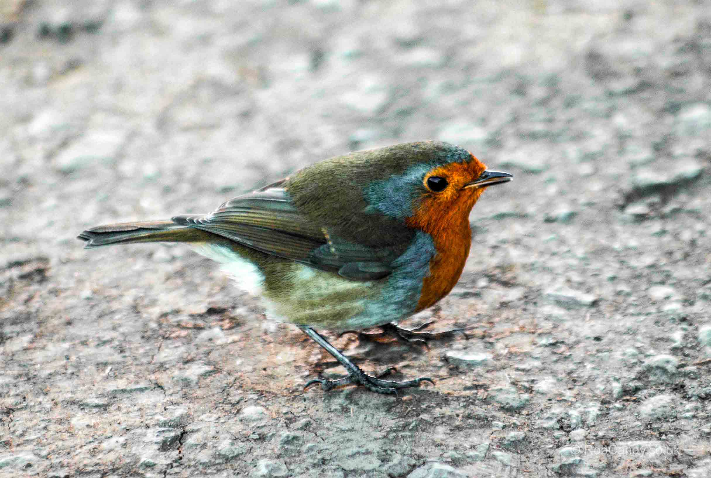 <p>Robin</p>