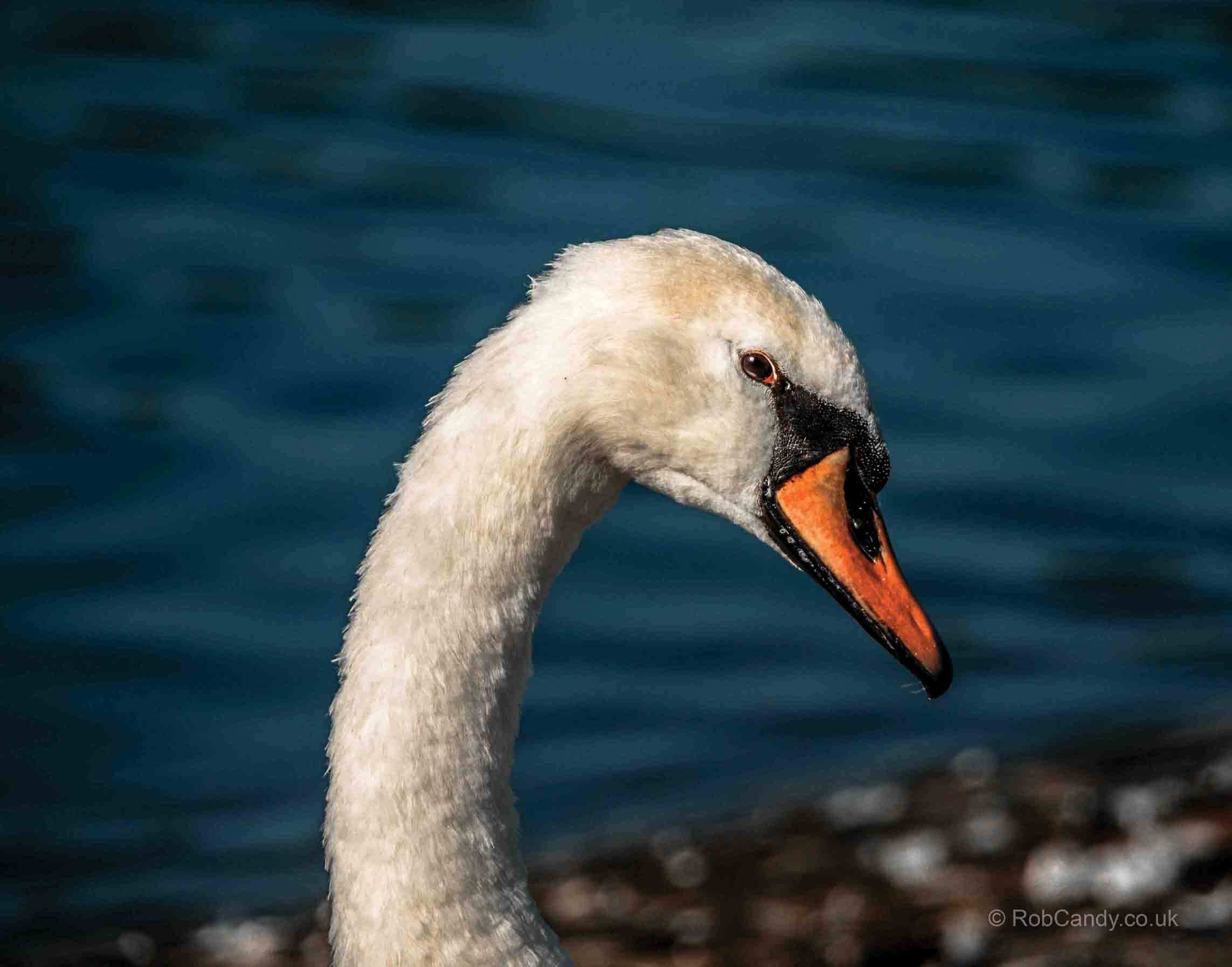 <p>Swan head</p>