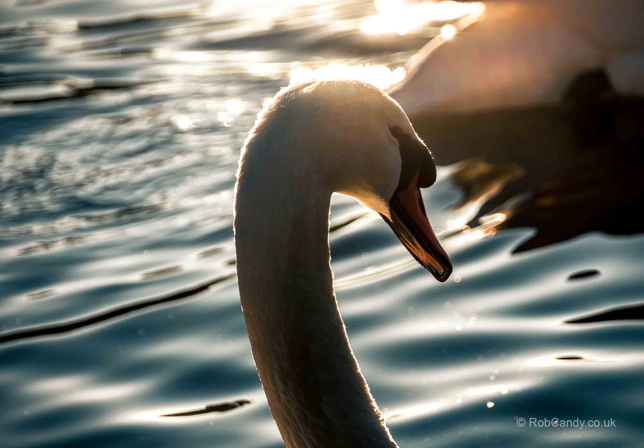 <p>Swan head shining in light</p>