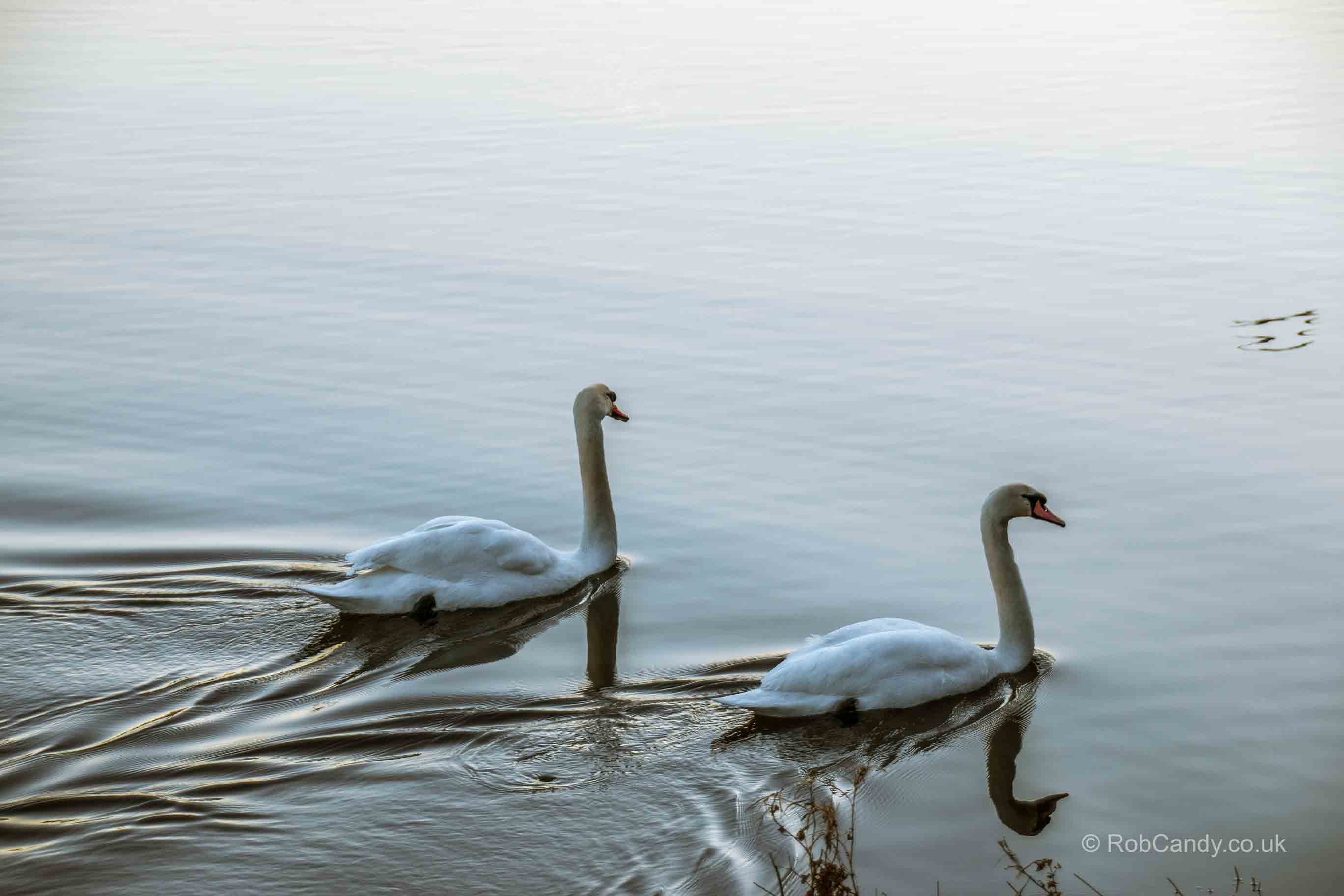 <p>Two swans swimming together</p>