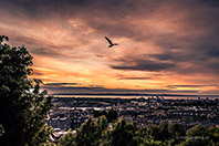 <p>Bird flies under an evening sky</p>