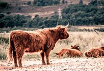 <p>Highland cow</p>