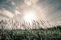 <p>Sun over the dunes</p>