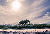 <p>Tree over the dunes</p>