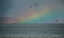 <p>Birds fly over a rainbow</p>