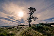 <p>Sun shining on tree</p>