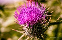 <p>Thistle</p>