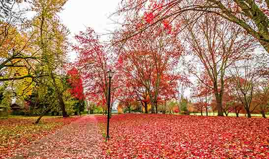 <p>Walking in an autumn wonderland</p>