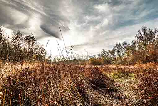 <p>A golden field</p>