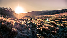 <p>Low sun shining over grass</p>