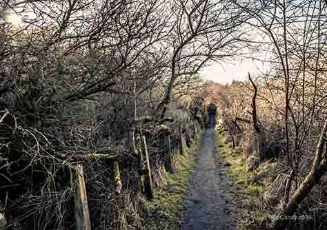 <p>Mysterious path into the forest</p>