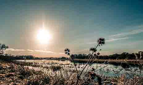 <p>Sunshine over a pond</p>