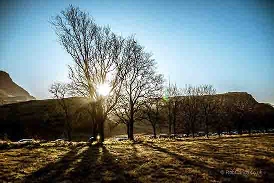 <p>Sun shining through trees</p>