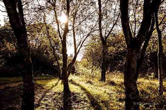 <p>Through the woods</p>