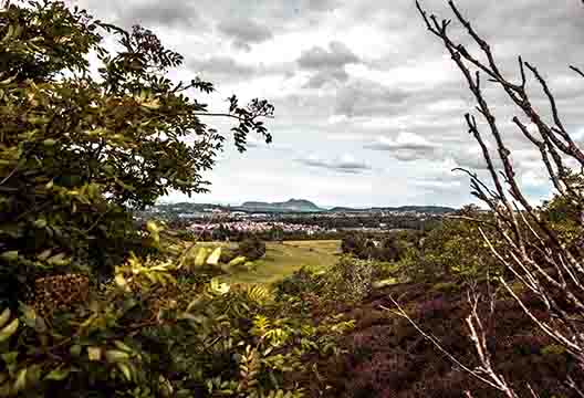 <p>Through the trees looking at Edinburgh</p>