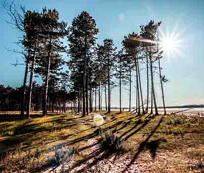 <p>Trees and shadows</p>